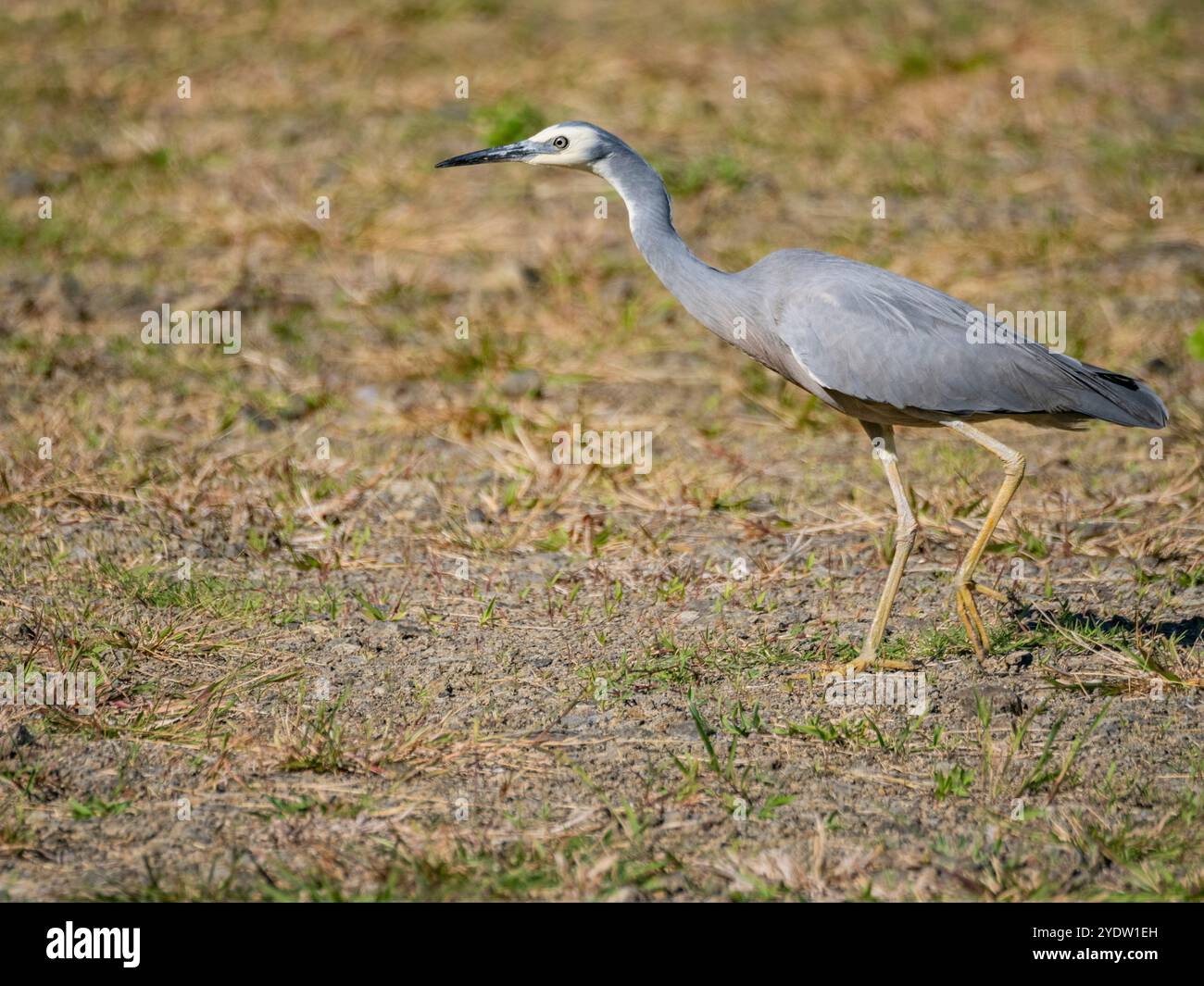 Weißgesichter Reiher (Egretta novaehollandiae) auf der Suche nach Insekten auf dem Gelände des Volivoli Resorts in Viti Levu, Fidschi, Südpazifik, Pazifik Stockfoto