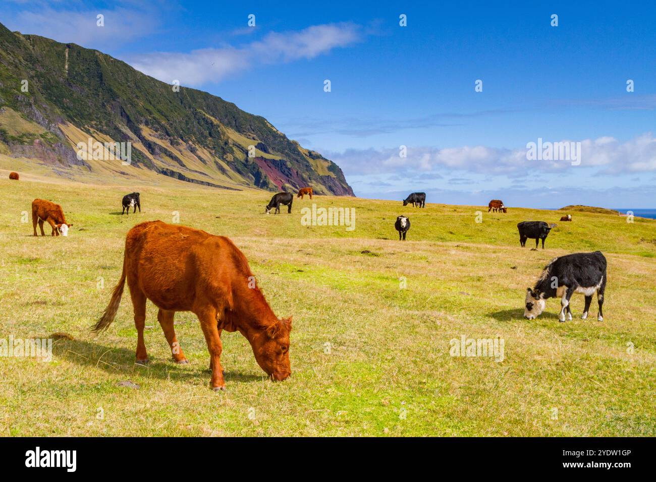 Blick auf den Kartoffelstreifen auf Tristan da Cunha, dem abgelegensten bewohnten Ort der Erde, Tristan da Cunha, Südatlantik Stockfoto