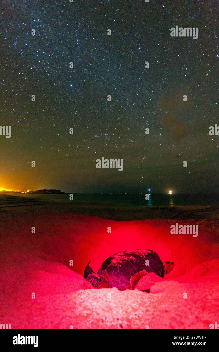 Grüne Meeresschildkröte (Chelonia mydas) Nistplatz bei Nacht am Long Beach auf Ascension Island, tropischer Atlantik, Südatlantik Stockfoto