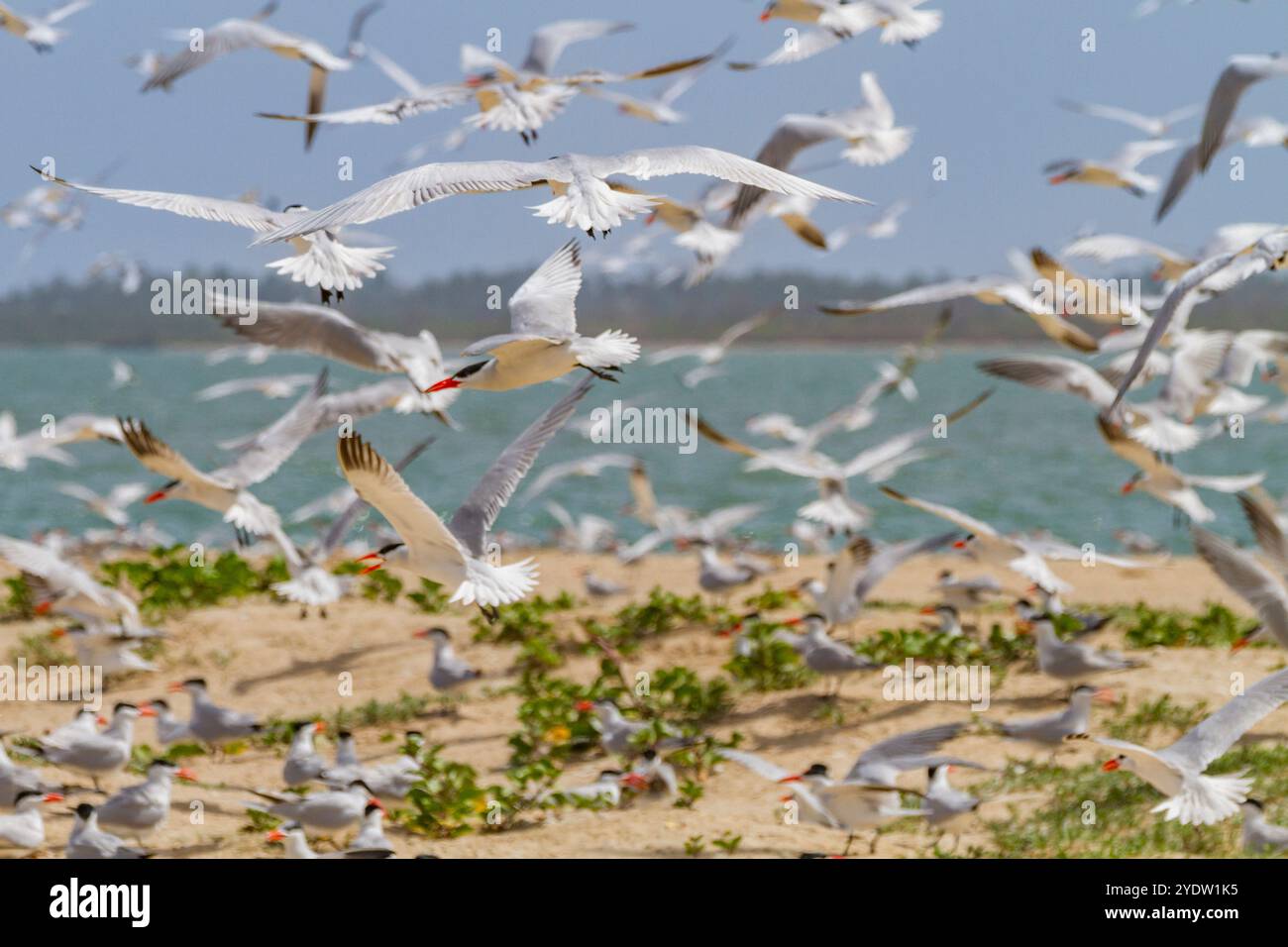 Kaspische Zerns (Hydroprogne caspia) in der Zuchtkolonie auf der Ile des Oiseaux im Parc National du Delta du Saloum, UNESCO, Senegal, Westafrika, Afrika Stockfoto