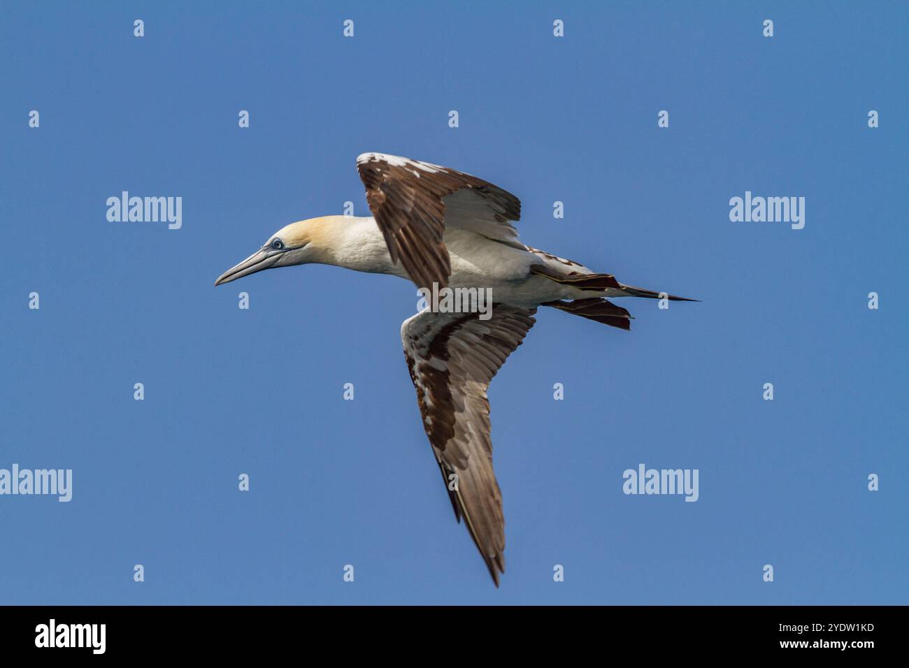 Junge Nördliche Tölpel (Morus bassanus) im Flug nahe der Ile des Oiseaux im Parc National du Delta du Saloum, UNESCO, Senegal, Westafrika, Afrika Stockfoto