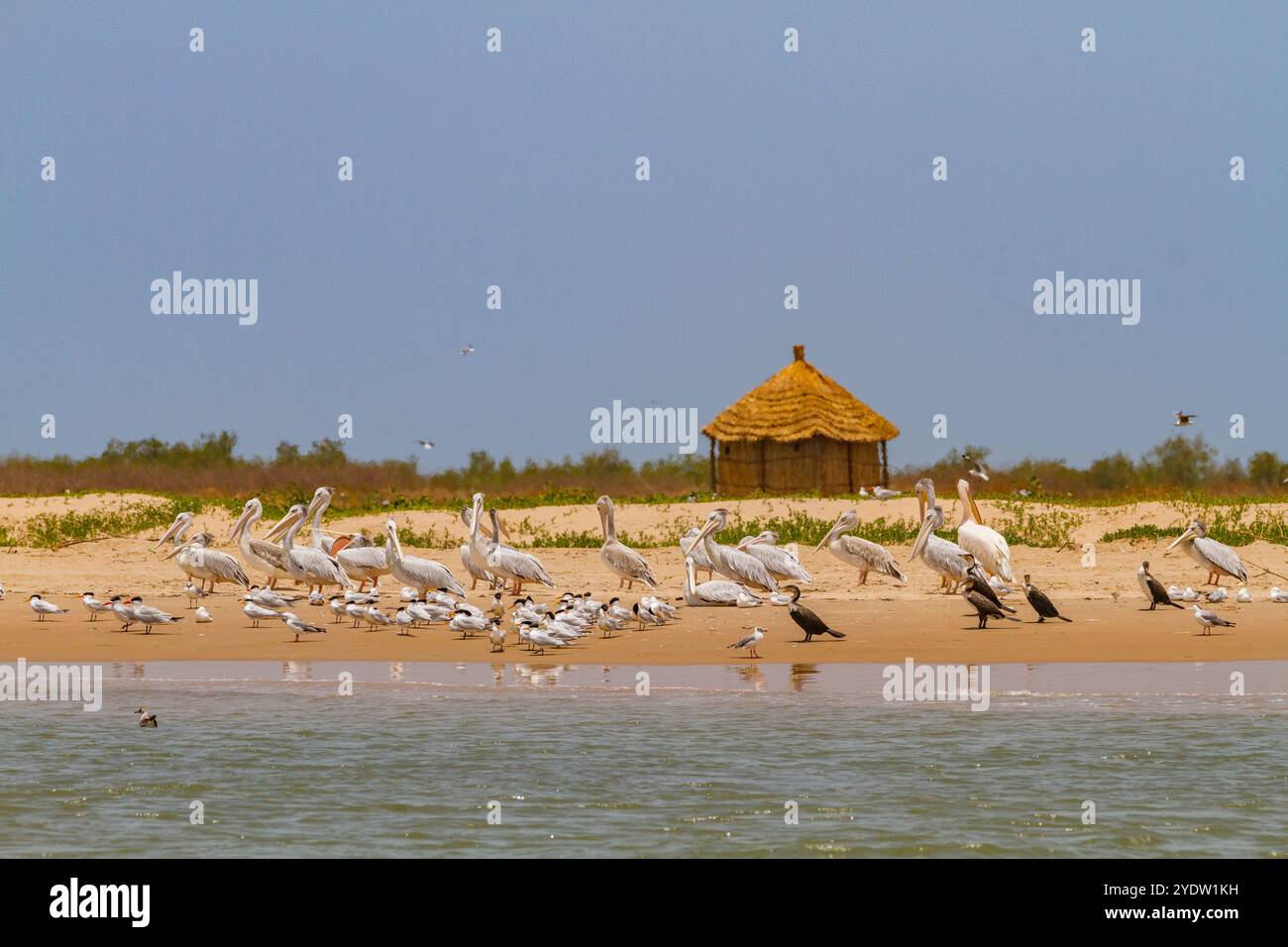 Blick auf die Besucherunterkunft auf der Ile des Oiseaux (Vogelinsel) im Parc National du Delta du Saloum, UNESCO, Senegal, Westafrika, Afrika Stockfoto