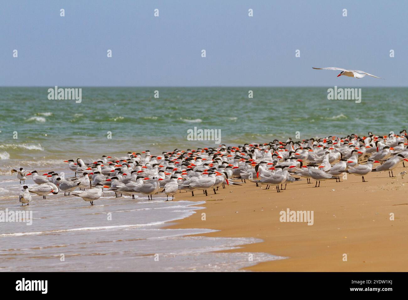 Kaspische Zerns (Hydroprogne caspia) in der Zuchtkolonie auf der Ile des Oiseaux im Parc National du Delta du Saloum, UNESCO, Senegal, Westafrika, Afrika Stockfoto