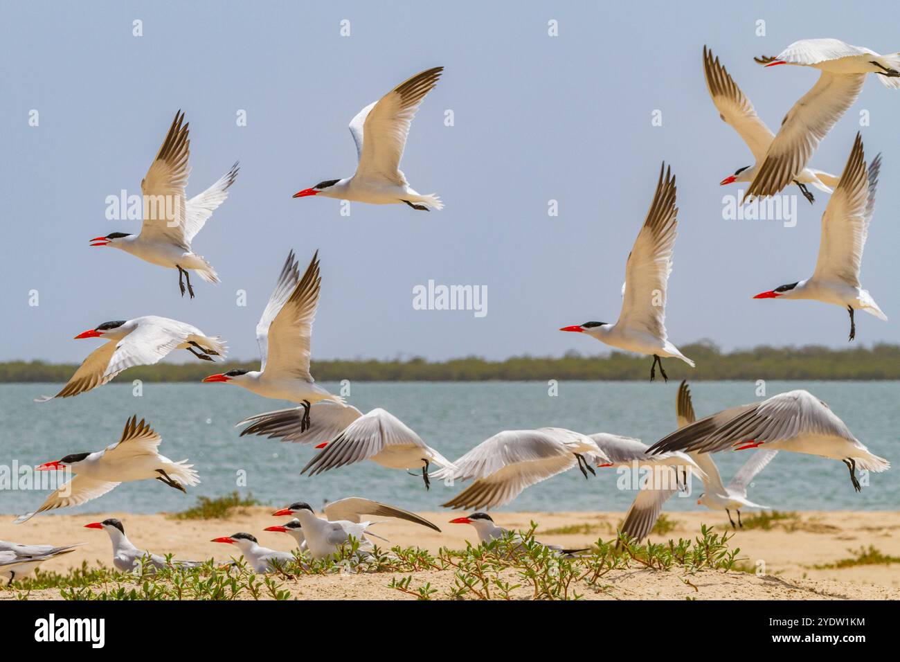 Kaspische Zerns (Hydroprogne caspia) in der Zuchtkolonie auf der Ile des Oiseaux im Parc National du Delta du Saloum, UNESCO, Senegal, Westafrika, Afrika Stockfoto