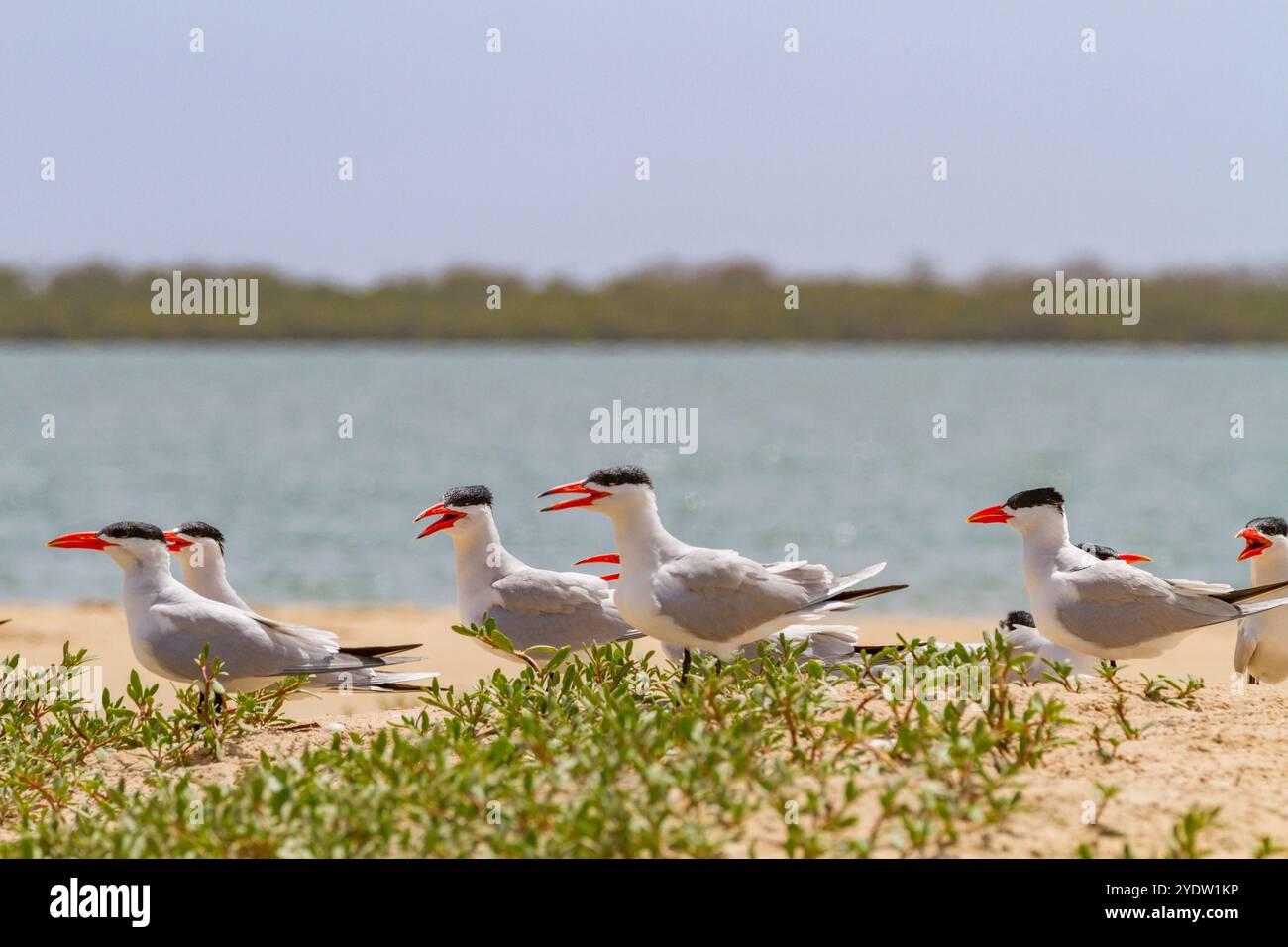 Kaspische Zerns (Hydroprogne caspia) in der Zuchtkolonie auf der Ile des Oiseaux im Parc National du Delta du Saloum, UNESCO, Senegal, Westafrika, Afrika Stockfoto