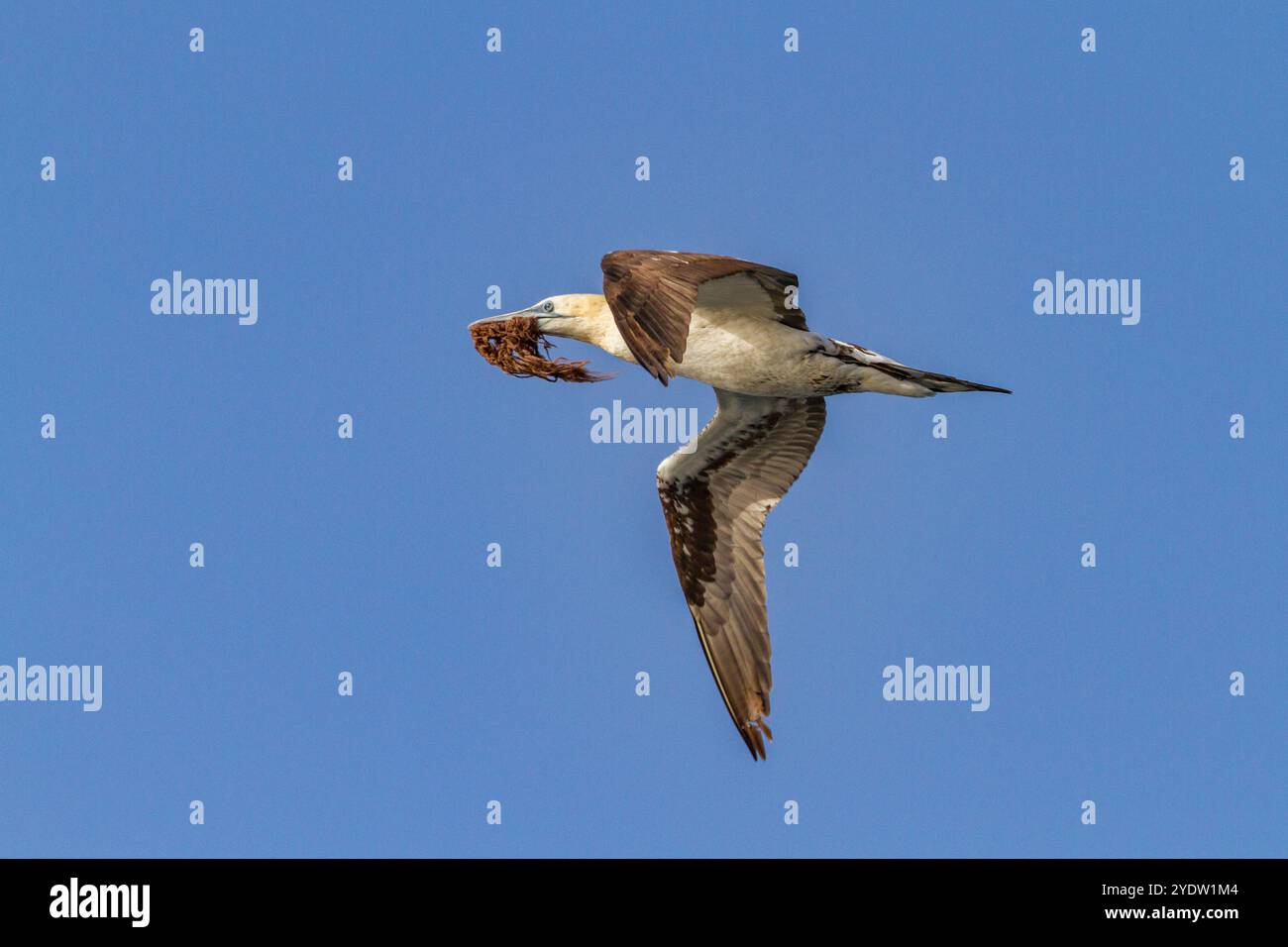 Junge Nördliche Tölpel (Morus bassanus) im Flug nahe der Ile des Oiseaux im Parc National du Delta du Saloum, UNESCO, Senegal, Westafrika, Afrika Stockfoto