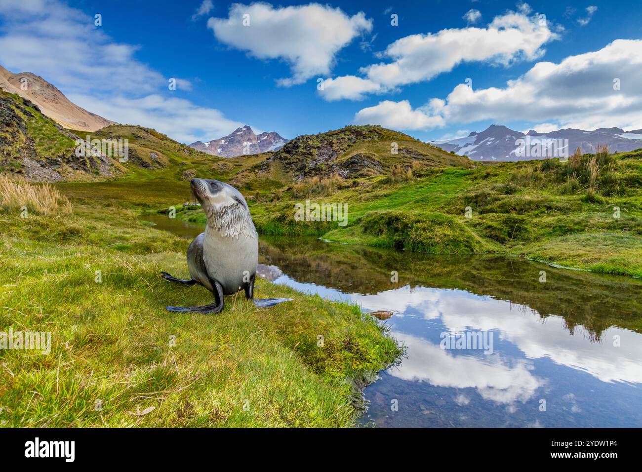 Antarktische Robbenjunglinge (Arctocephalus gazella) in der Nähe der verlassenen Walfangstation in Stromness Bay in Südgeorgien, Polarregionen Stockfoto