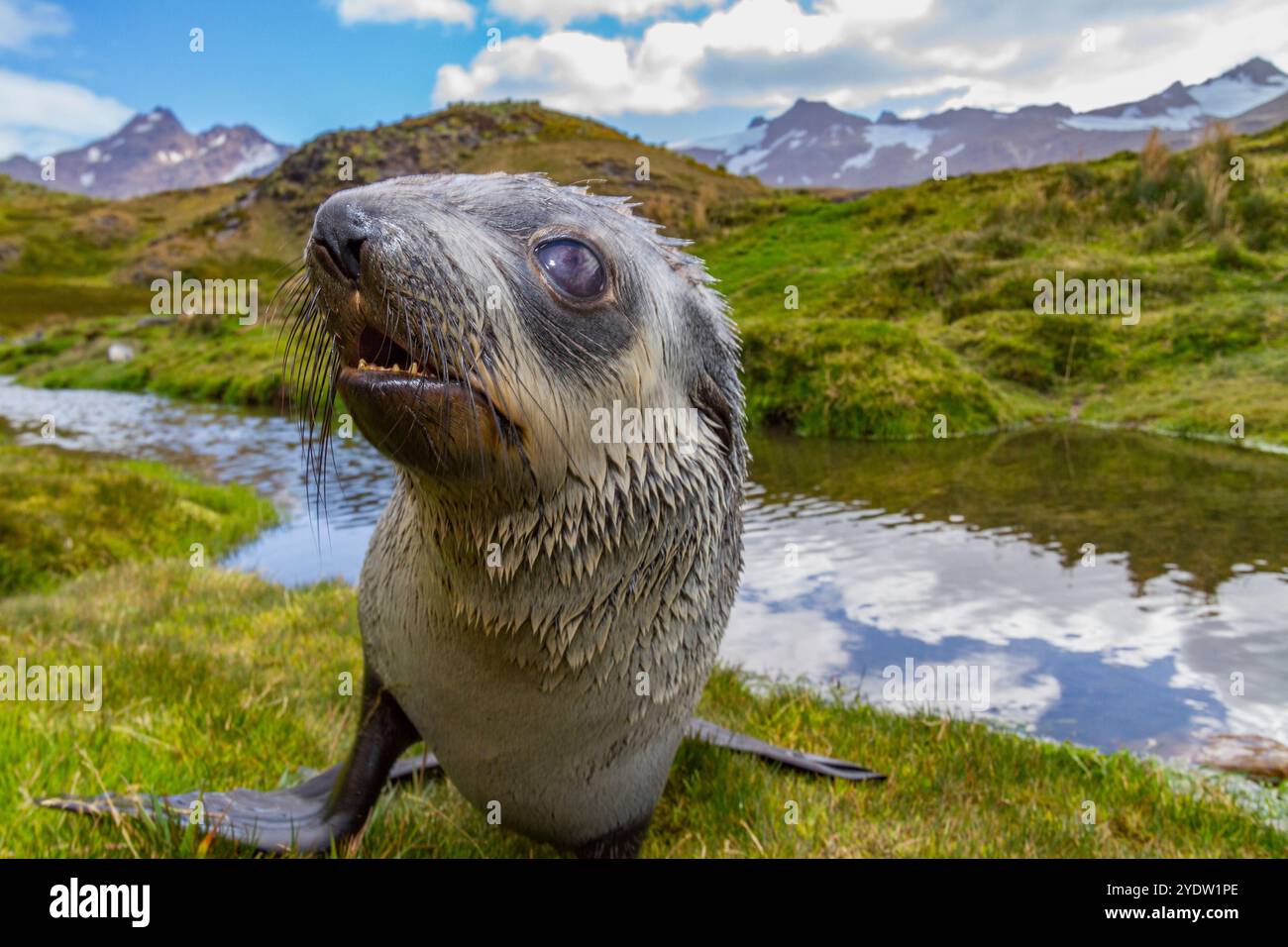 Antarktische Robbenjunglinge (Arctocephalus gazella) in der Nähe der verlassenen Walfangstation in Stromness Bay in Südgeorgien, Polarregionen Stockfoto