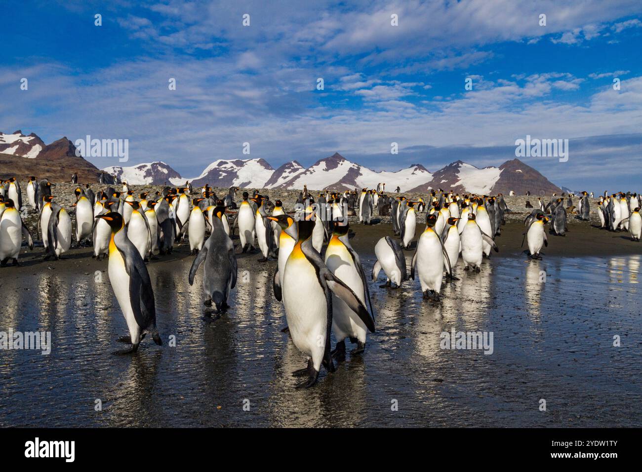 Königspinguine (Aptenodytes patagonicus) am Strand in der Brutkolonie Salisbury Plain in der Bay of Isles, Südgeorgien Stockfoto