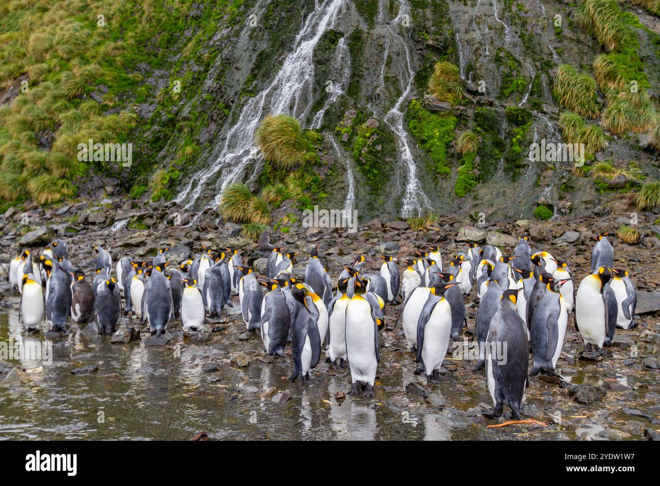 Königspinguine (Aptenodytes patagonicus) in der Brutkolonie Right Whale Bay, Südgeorgien, Polarregionen Stockfoto