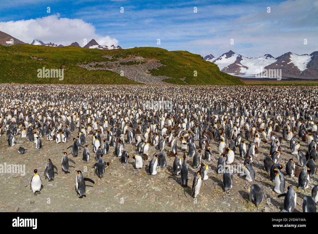 Königspinguine (Aptenodytes patagonicus) in der Brutkolonie Salisbury Plain in der Bay of Isles, Südgeorgien, Polarregionen Stockfoto