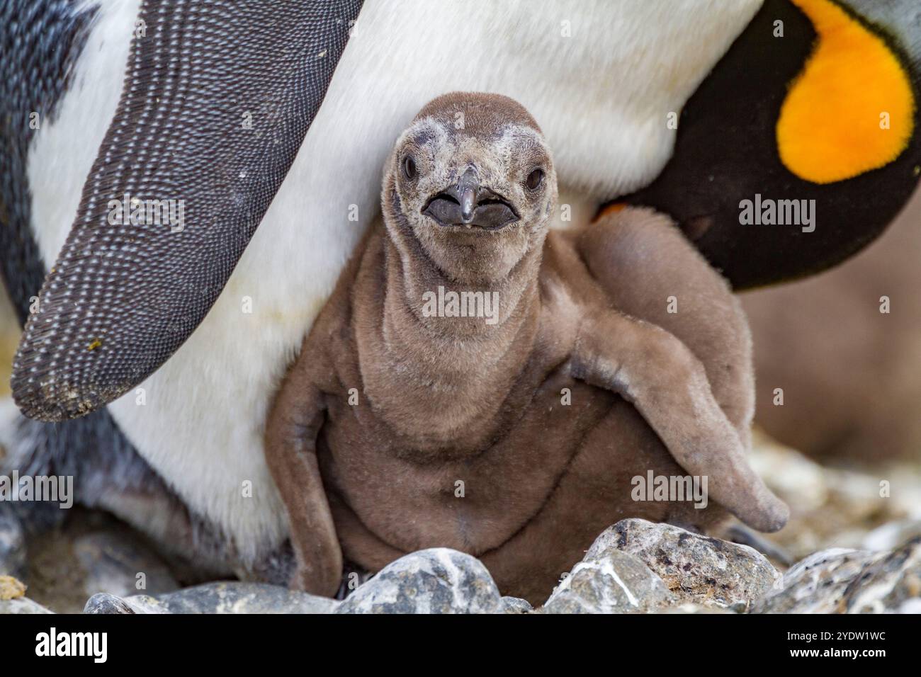 Königspinguin (Aptenodytes patagonicus) und Küken in der Brutkolonie Salisbury Plain, Südgeorgien, Polarregionen Stockfoto