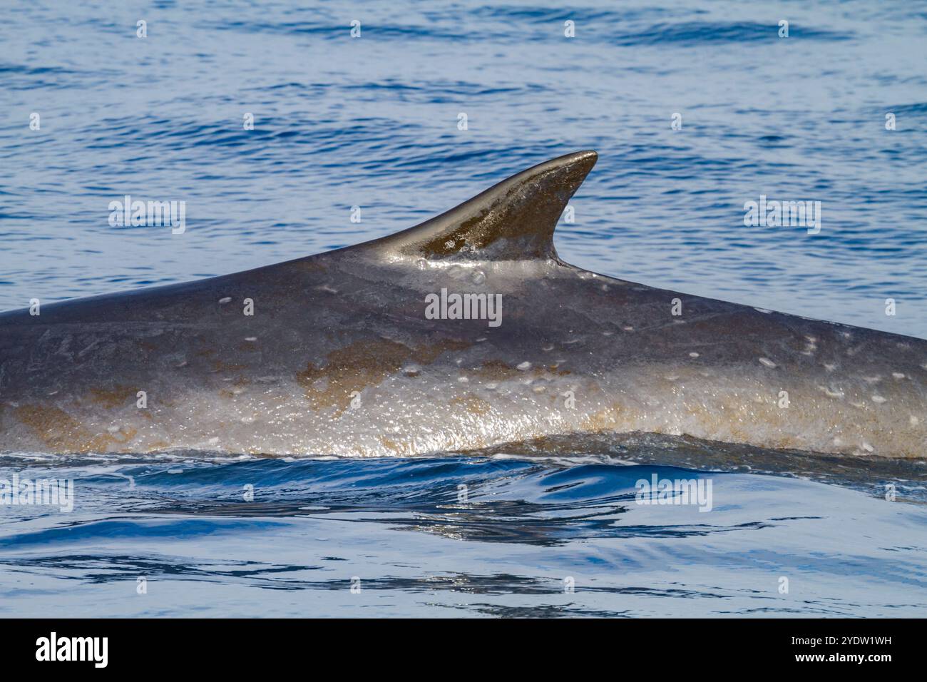 Ausgewachsener Finnwal (Balaenoptera physalus) taucht in den reichen Gewässern vor dem Festlandsockel in der Nähe von Südgeorgien, Polarregionen, auf Stockfoto