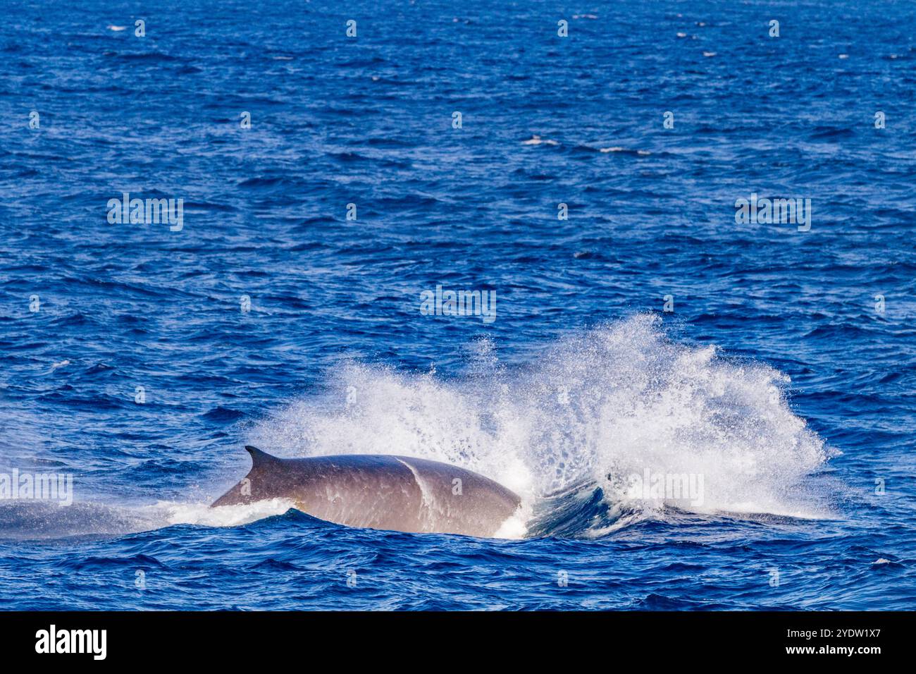 Ausgewachsener Finnwal (Balaenoptera physalus), der in den reichen Gewässern vor dem Festlandsockel nahe Südgeorgien im südlichen Ozean, Polarregionen, auftaucht Stockfoto