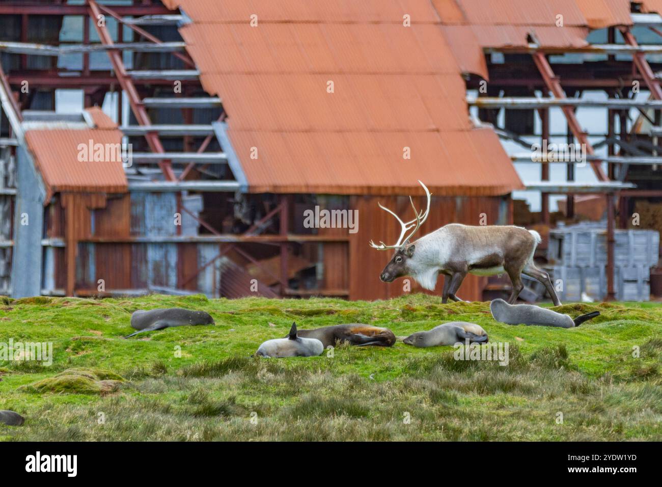 Ein ausgewachsener Bulle führte Rentiere (Rangifer tarandus) ein, bevor er in Stromness Bay, Südgeorgien, Polarregionen, ausgerottet wurde Stockfoto