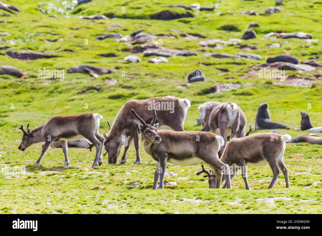 Eine kleine Gruppe eingeführter Rentiere (Rangifer tarandus) vor der Ausrottung in Stromness Bay, Südgeorgien, Polarregionen Stockfoto