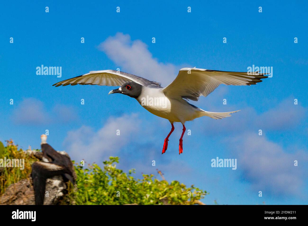 Adulte Schwalbenschwanzmöwe (Creagrus furcatus) im Flug im Galapagos-Inselarchipel, UNESCO-Weltkulturerbe, Ecuador, Südamerika Stockfoto