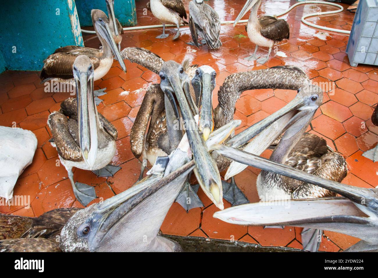 Schauplatz des Fischmarktes in der Hafenstadt Puerto Ayora, Santa Cruz Island, Galapagos Inseln, UNESCO-Weltkulturerbe, Ecuador, Südamerika Stockfoto