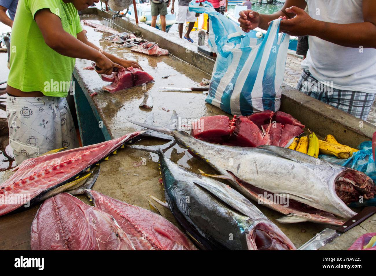 Schauplatz des Fischmarktes in der Hafenstadt Puerto Ayora, Santa Cruz Island, Galapagos Inseln, UNESCO-Weltkulturerbe, Ecuador, Südamerika Stockfoto