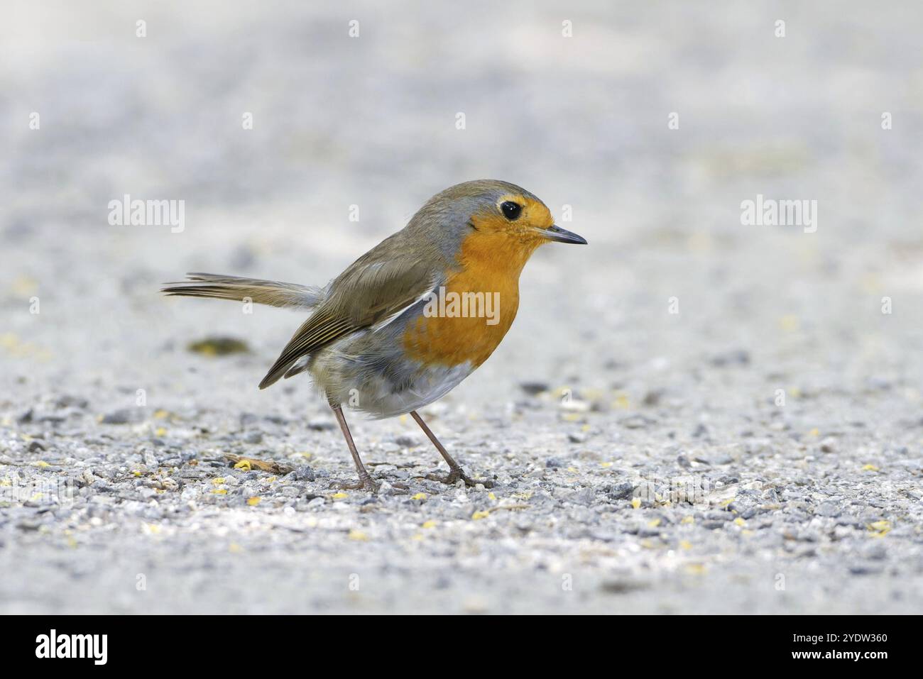 Junger robin am Boden Stockfoto