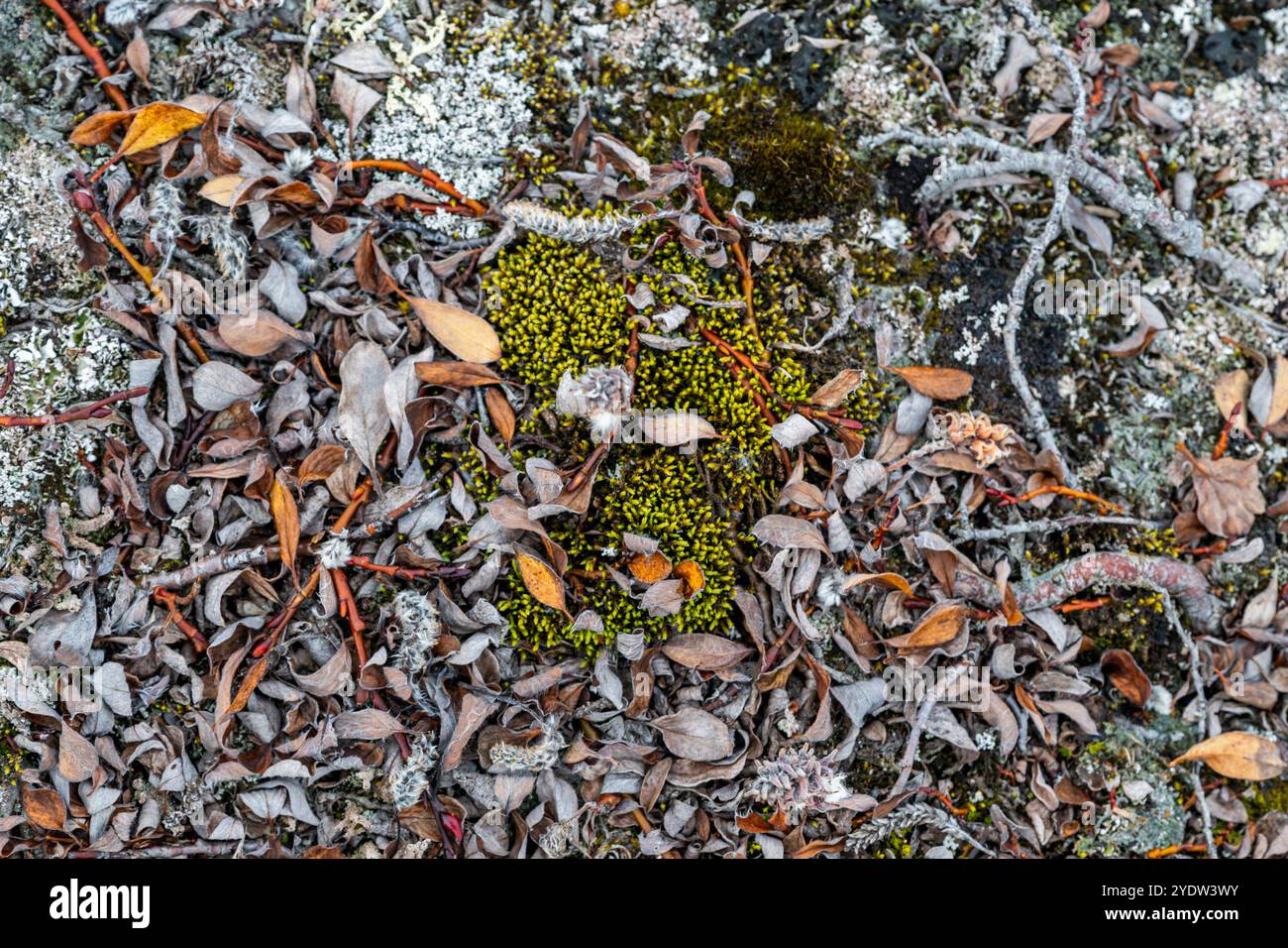 Arktische Pflanzen, Axel Heiberg Island, Nunavut, kanadische Arktis, Kanada, Nordamerika Stockfoto