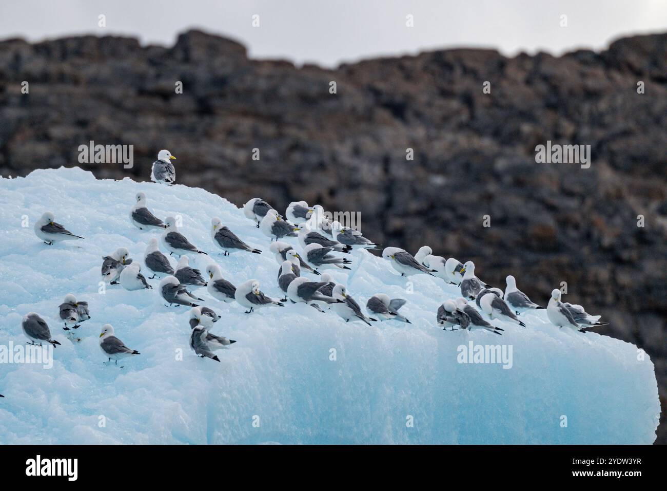 Arktische Vögel auf einem Eisberg auf Belcher Island, Devon Island, Nunavut, kanadische Arktis, Kanada, Nordamerika Stockfoto