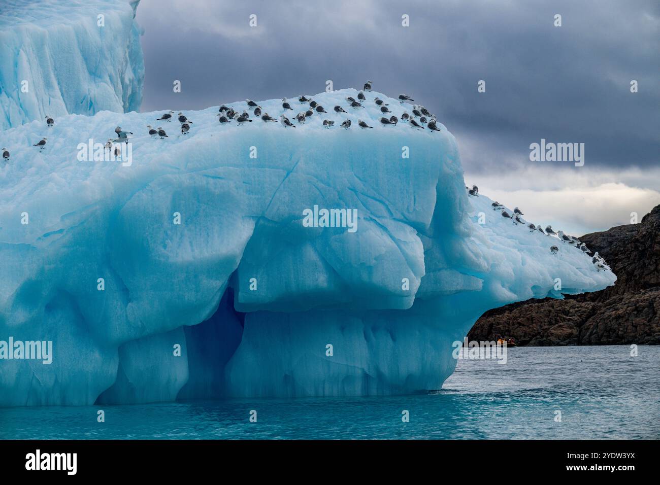 Arktische Vögel auf einem Eisberg auf Belcher Island, Devon Island, Nunavut, kanadische Arktis, Kanada, Nordamerika Stockfoto