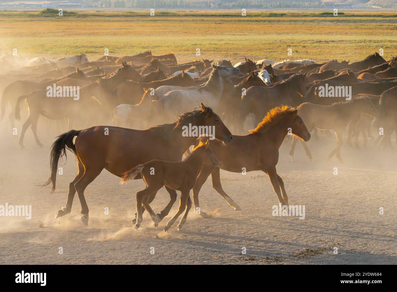 Herde wilder und halbwilder Yilki-Pferde, die bei Sonnenuntergang im Staub laufen, Hacilar, Kayseri, Kappadokien, Anatolien, Türkei, Kleinasien, Asien Stockfoto