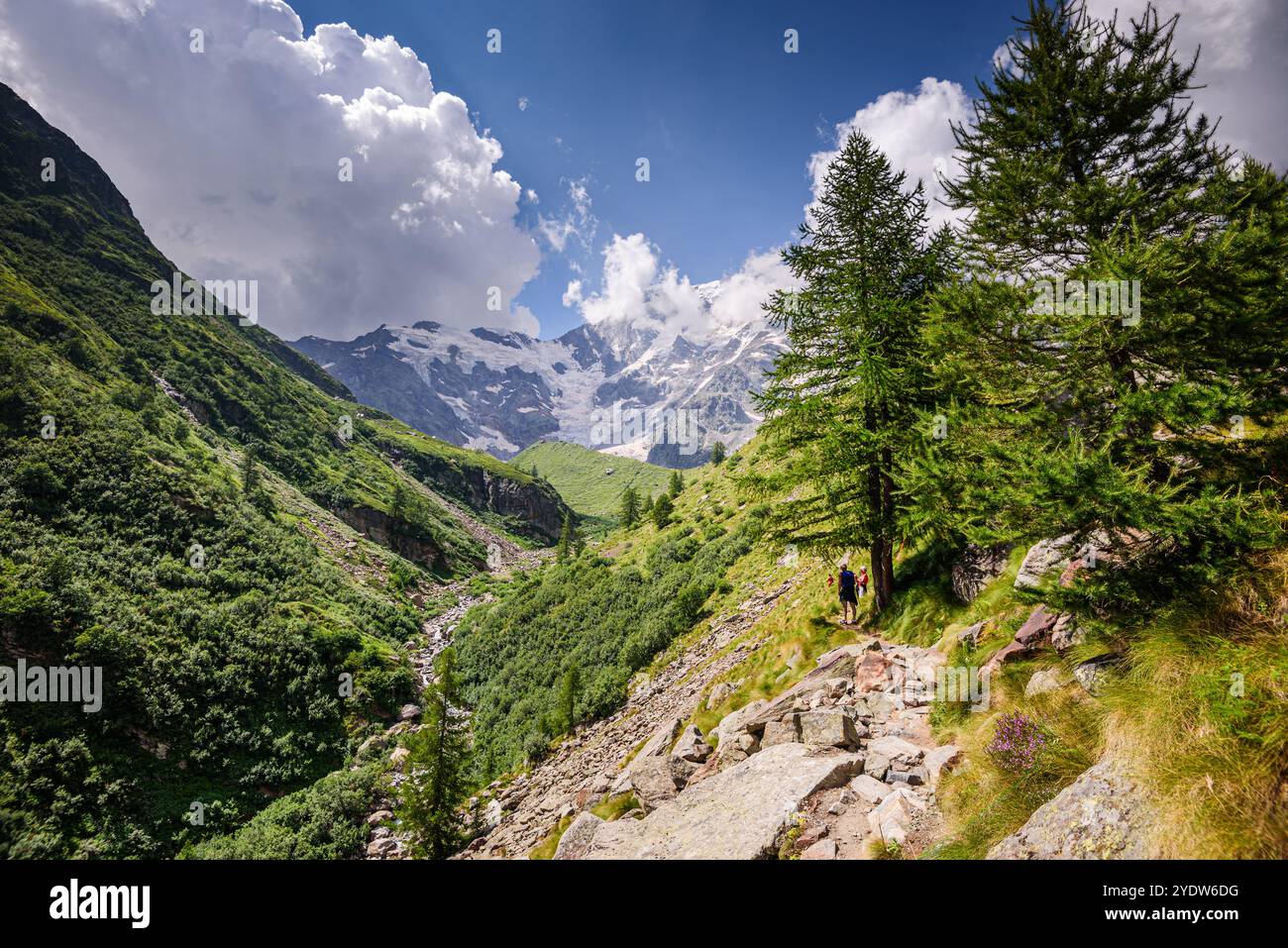 Wanderweg in alpiner Landschaft mit Blick auf den Monte Rosa mit üppigen Wäldern und Wiesen in Moränenlandschaft, italienische Alpen, Italien, Europa Stockfoto