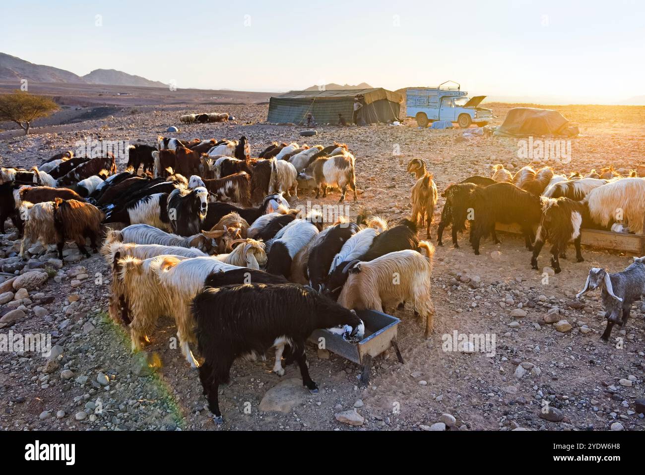 Ziegenherde versammelte sich vor einem Beduinenlager in der Nähe von Wadi Dana und Araba Valley, Dana Biosphärenreservat, Jordanien, Naher Osten Stockfoto