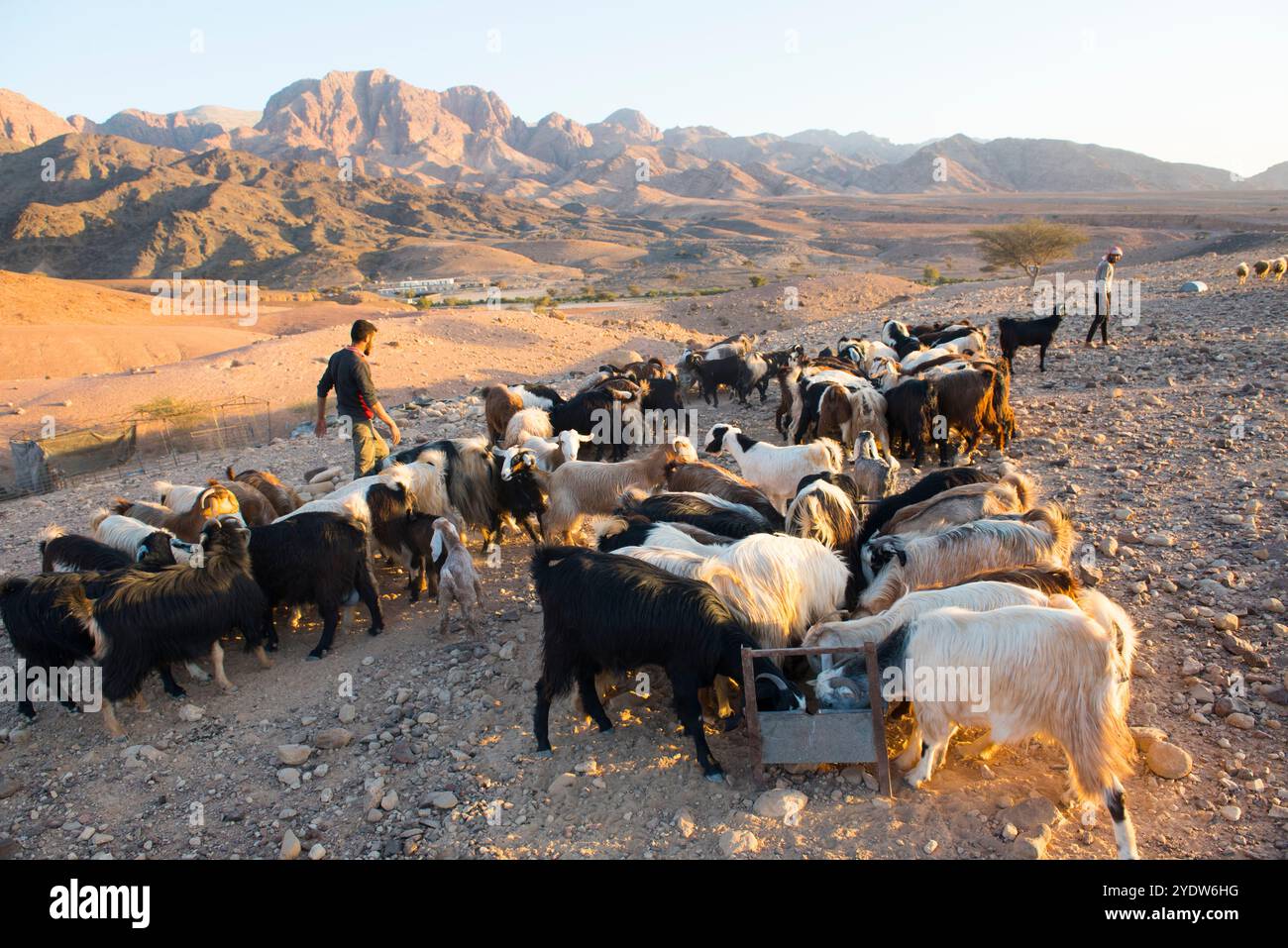 Ziegenherde versammelte sich vor einem Beduinenlager in der Nähe von Wadi Dana und Araba Valley, Dana Biosphärenreservat, Jordanien, Naher Osten Stockfoto