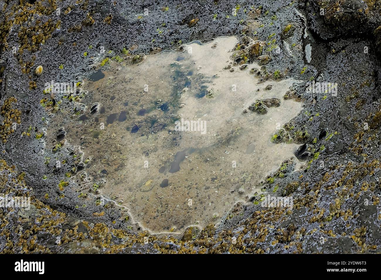 Fußabdrücke großer pflanzenfressender Dinosaurier des Jurassic Saurapod, Brothers' Point (Rubha nam Brathairean), Trotternish Peninsula, Skye, Schottland Stockfoto