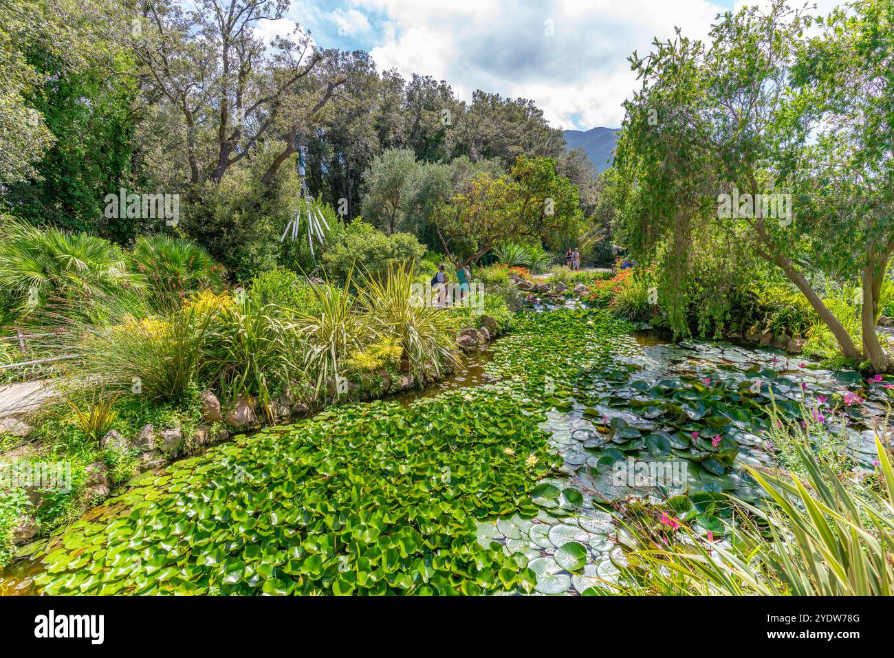 Blick auf Seerosen im Teich und tropische Flora in den Botanischen Gärten Giardini la Mortella, Forio, Insel Ischia, Kampanien, Italien, Europa Stockfoto