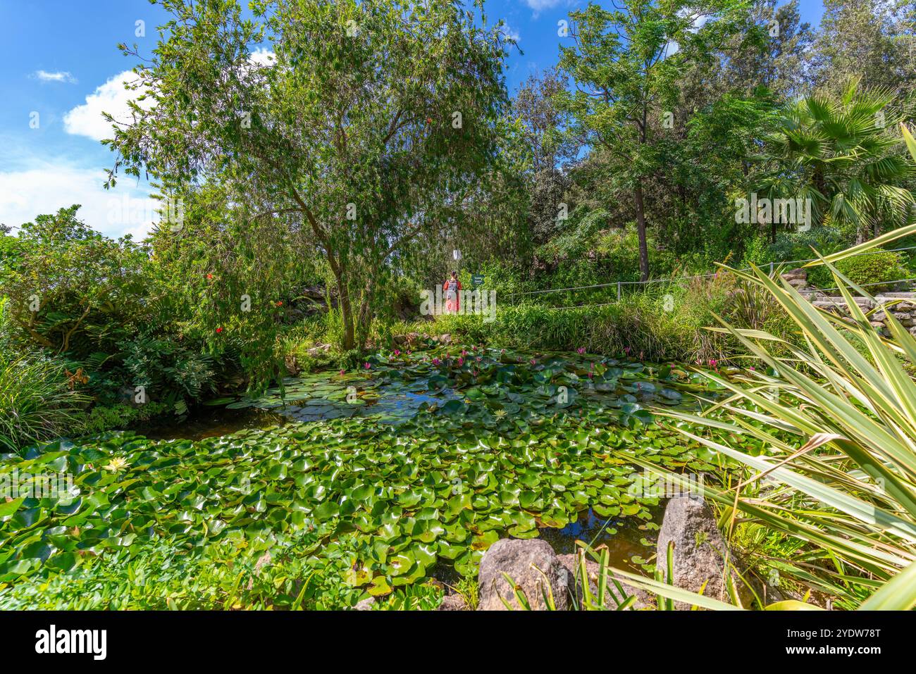 Blick auf die tropische Flora in den botanischen Gärten Giardini la Mortella, Forio, Insel Ischia, Kampanien, Italien, Europa Stockfoto