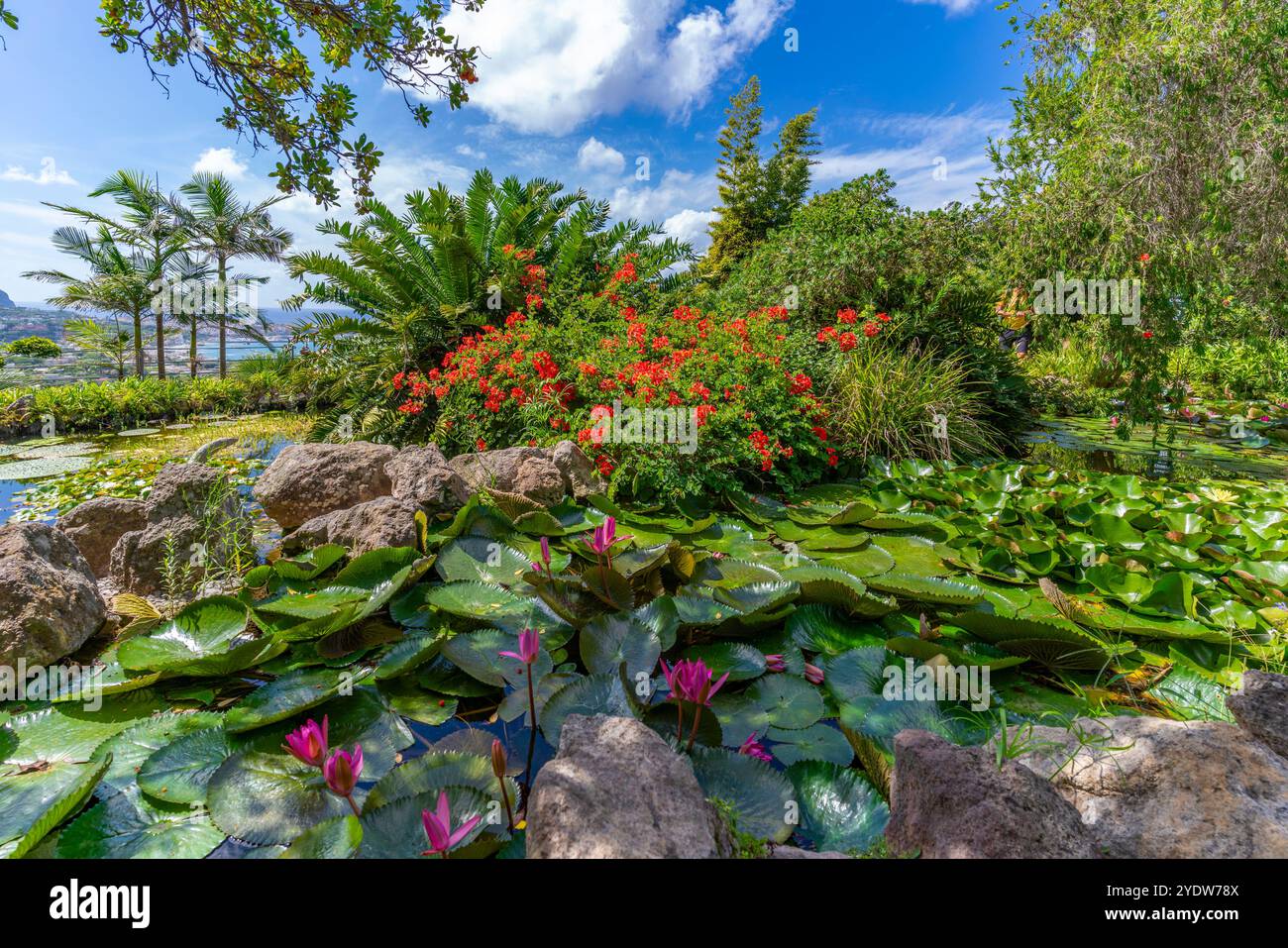 Blick auf die tropische Flora in den botanischen Gärten Giardini la Mortella, Forio, Insel Ischia, Kampanien, Italien, Europa Stockfoto
