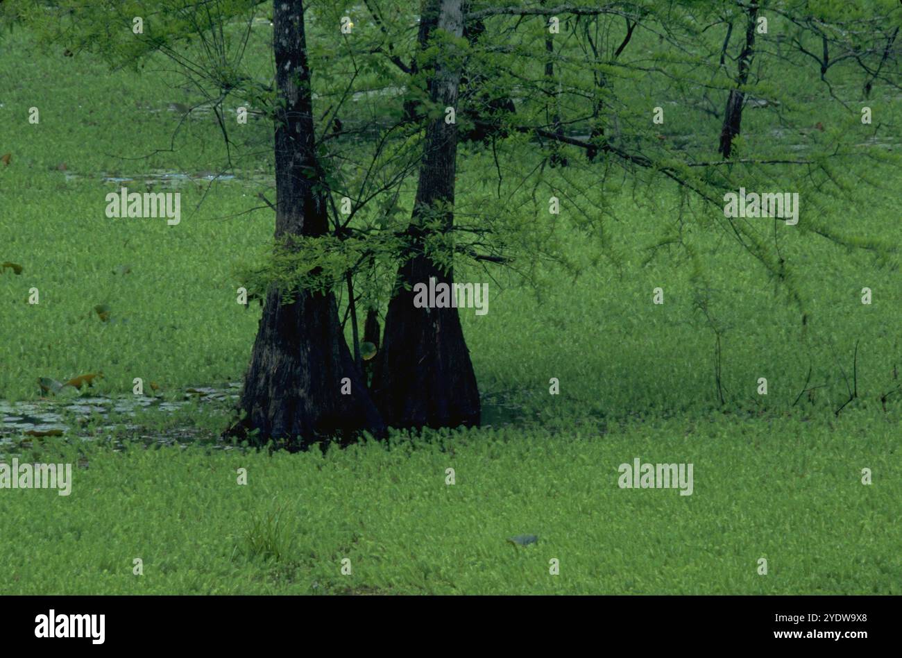 Salz-Sumpf. Stockfoto