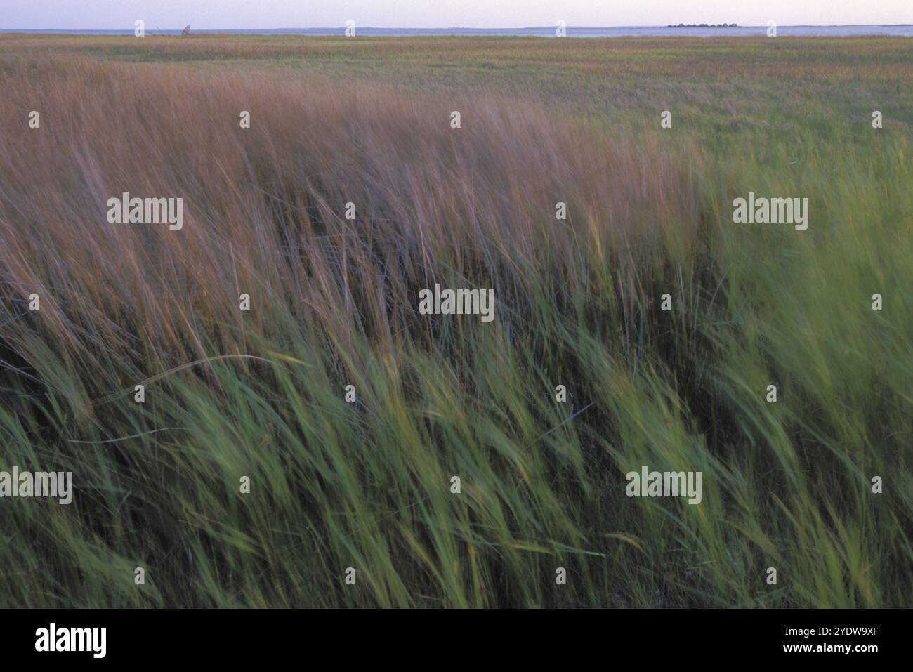 Salzwiesen. Stockfoto