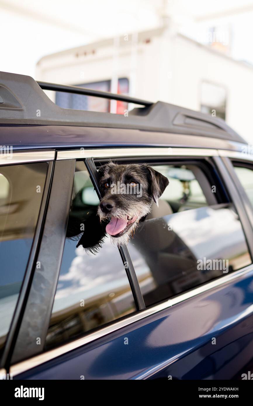 Black Terrier steckt Kopf aus dem Autofenster auf dem Roadtrip Stockfoto