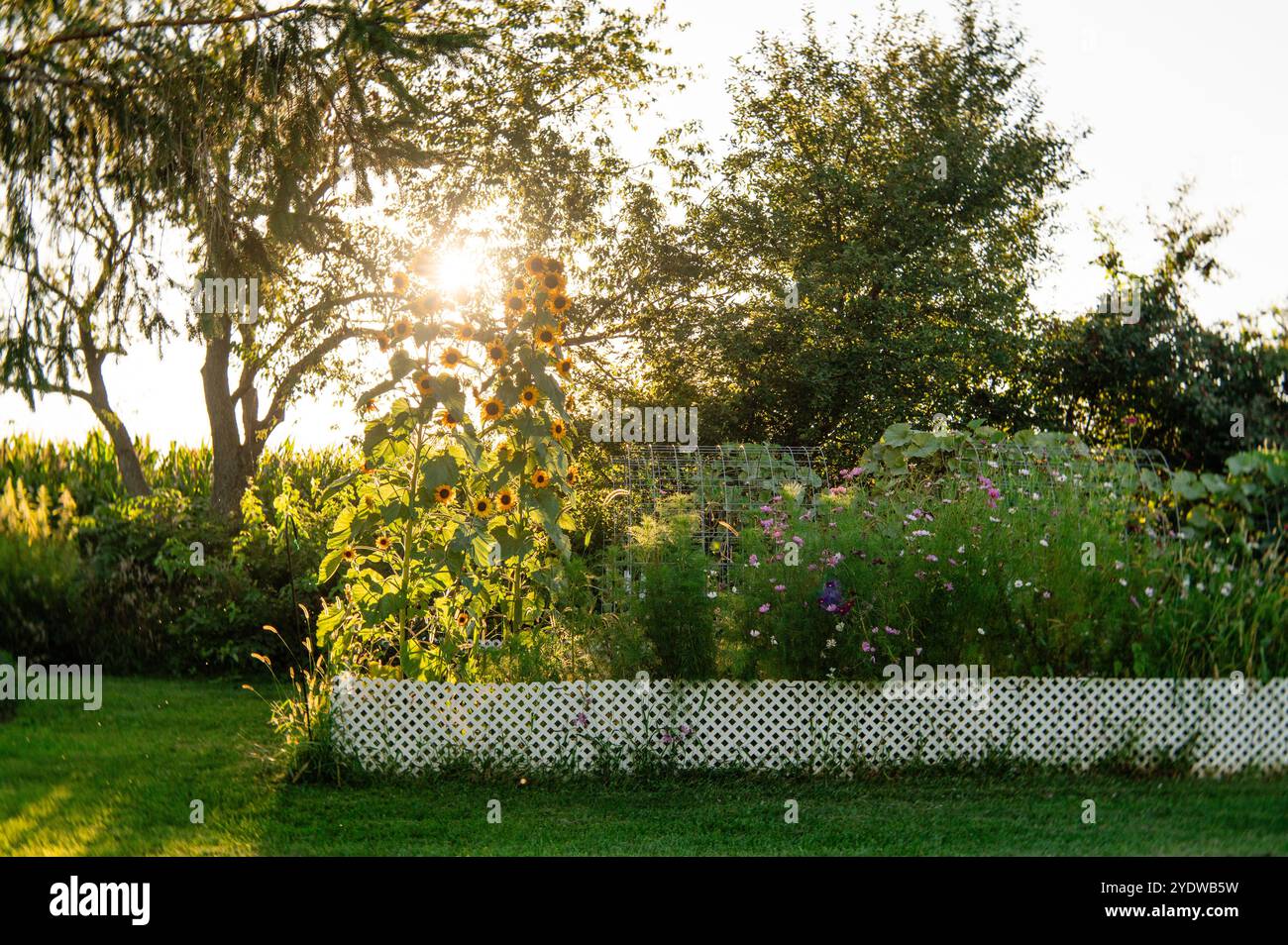 Bunte Sonnenblumen und Zinnienblüten im Garten im Garten Stockfoto