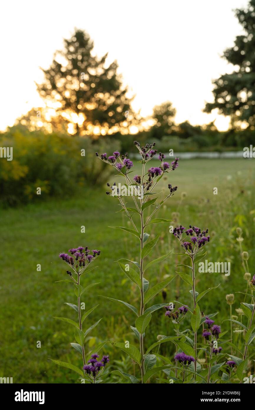 Atemberaubende violette und grüne Eisenkraut-Prärie-Wildblumen bei Golden Stockfoto