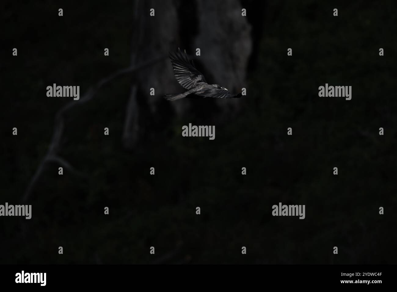 Ein schwarzer Rabenvogel im Flug, gefangen vor dunklem Hintergrund Stockfoto