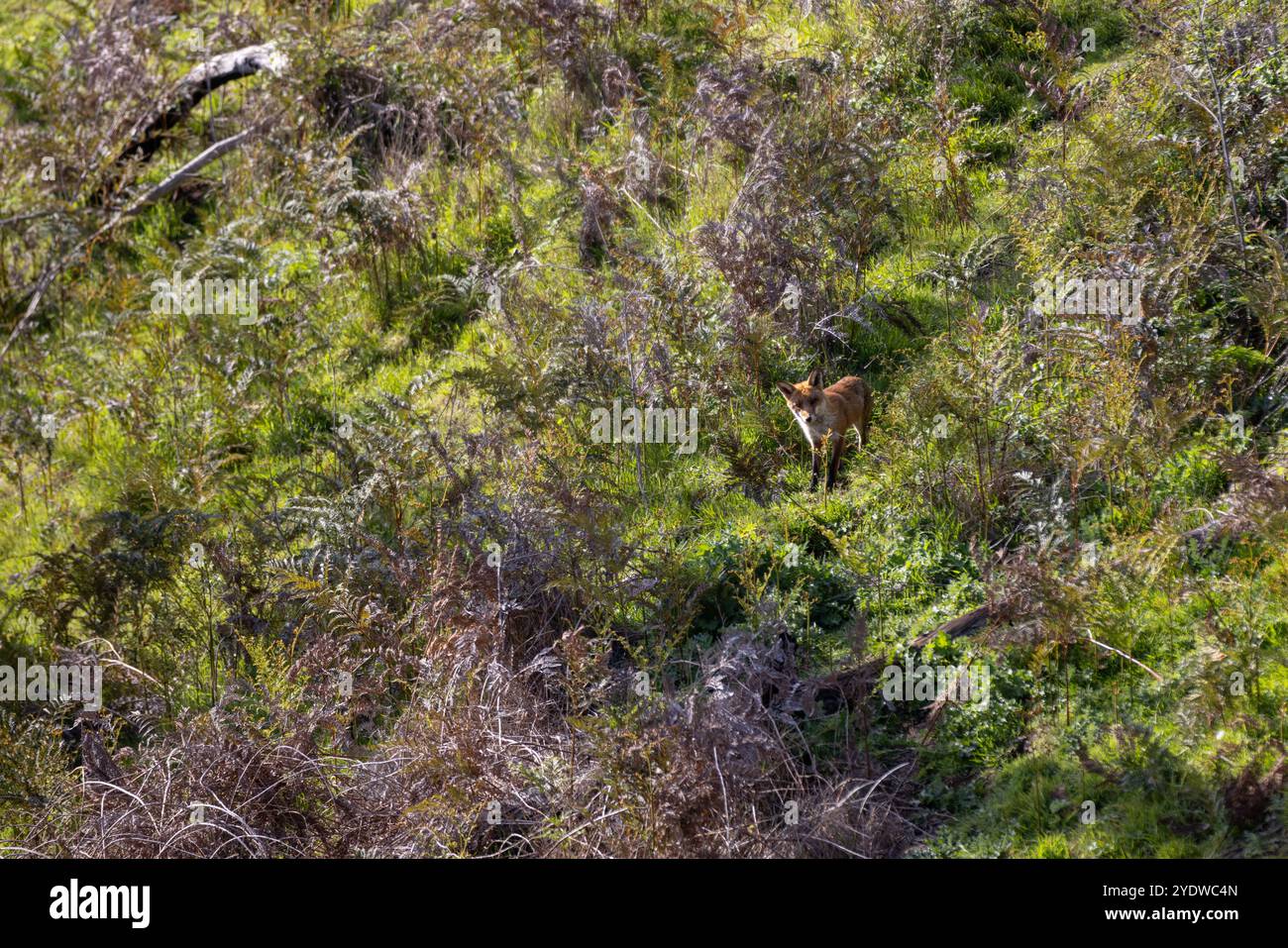 Ein wilder Fuchs, der in der Nähe von Höhlen in dichtem Gras im australischen Busch steht Stockfoto