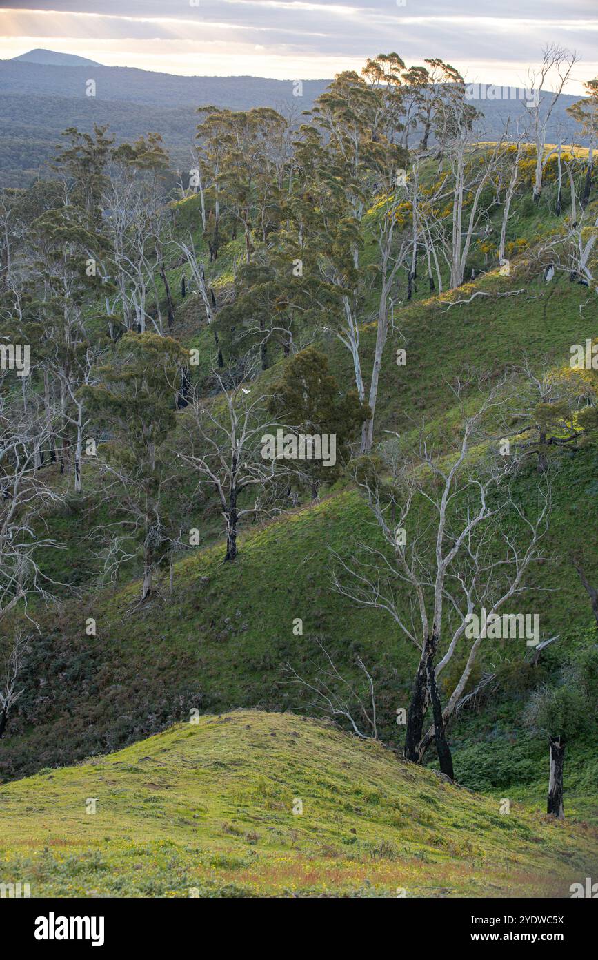 Australischer Busch mit sanften Hügeln, Bäumen und fernen Bergen Stockfoto