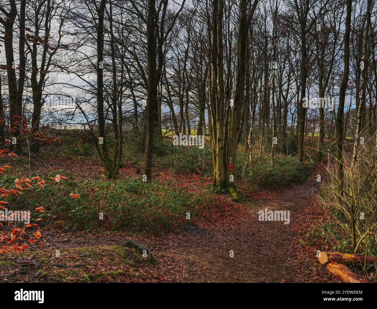 Ein ruhiger Waldweg mit herbstlichem Laub und schlanken Bäumen, Reken, münsterland, deutschland Stockfoto