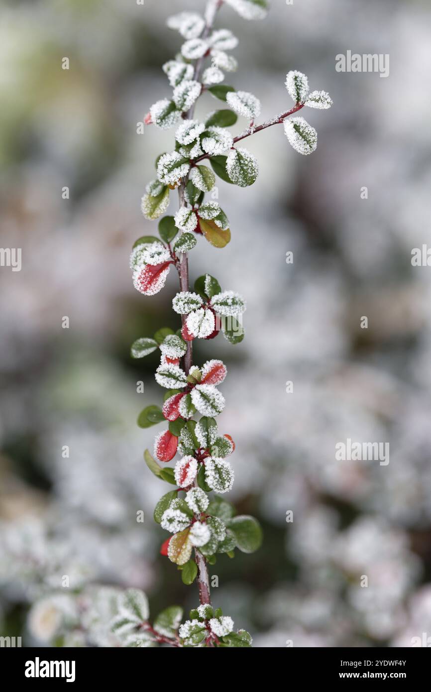 Cotoneaster dammeri cotoneaster als Zierpflanze auf einem mit Raureif bedeckten Friedhof Stockfoto
