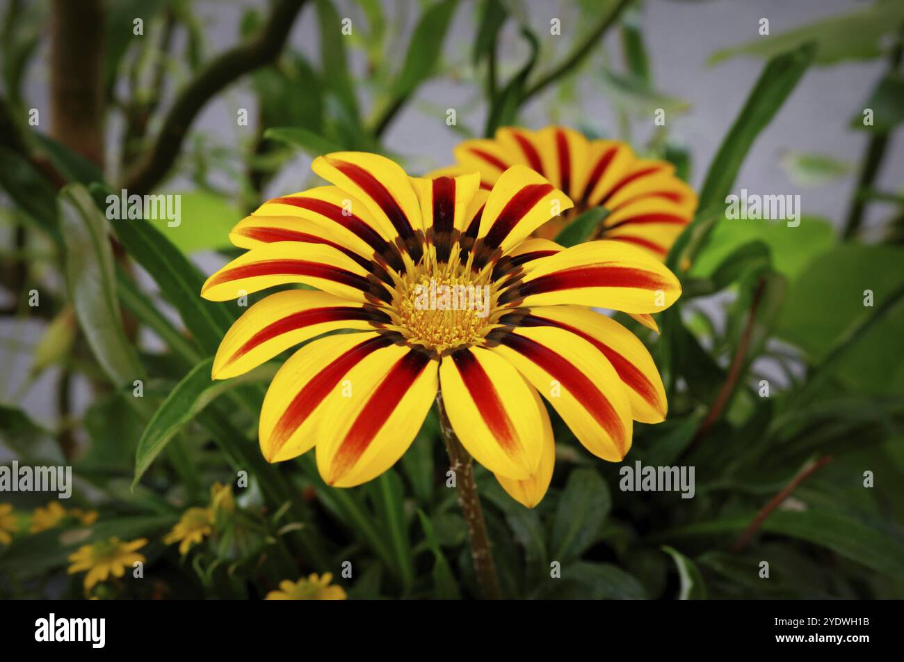 Mittags Goldblume Gazania rigens var. Rigene Stockfoto