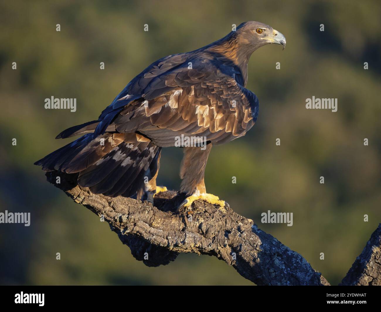 Goldenadler (Aquila chrysaetos), Raubvogel, Falkenfamilie, Barsch, Biotope, Lebensraum, Nahrungssuche, El Millaron Golden Eagle Hide, Salorino, Extremadura Stockfoto