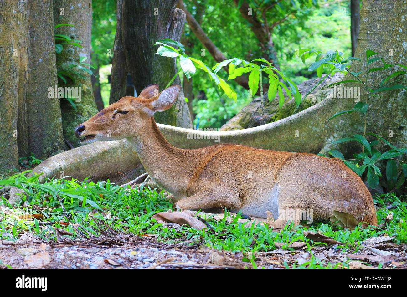 Erwachsener Thai ELD's Deer (Rucervus Eldii Siamensis), der sich im offenen Zoo entspannt Stockfoto