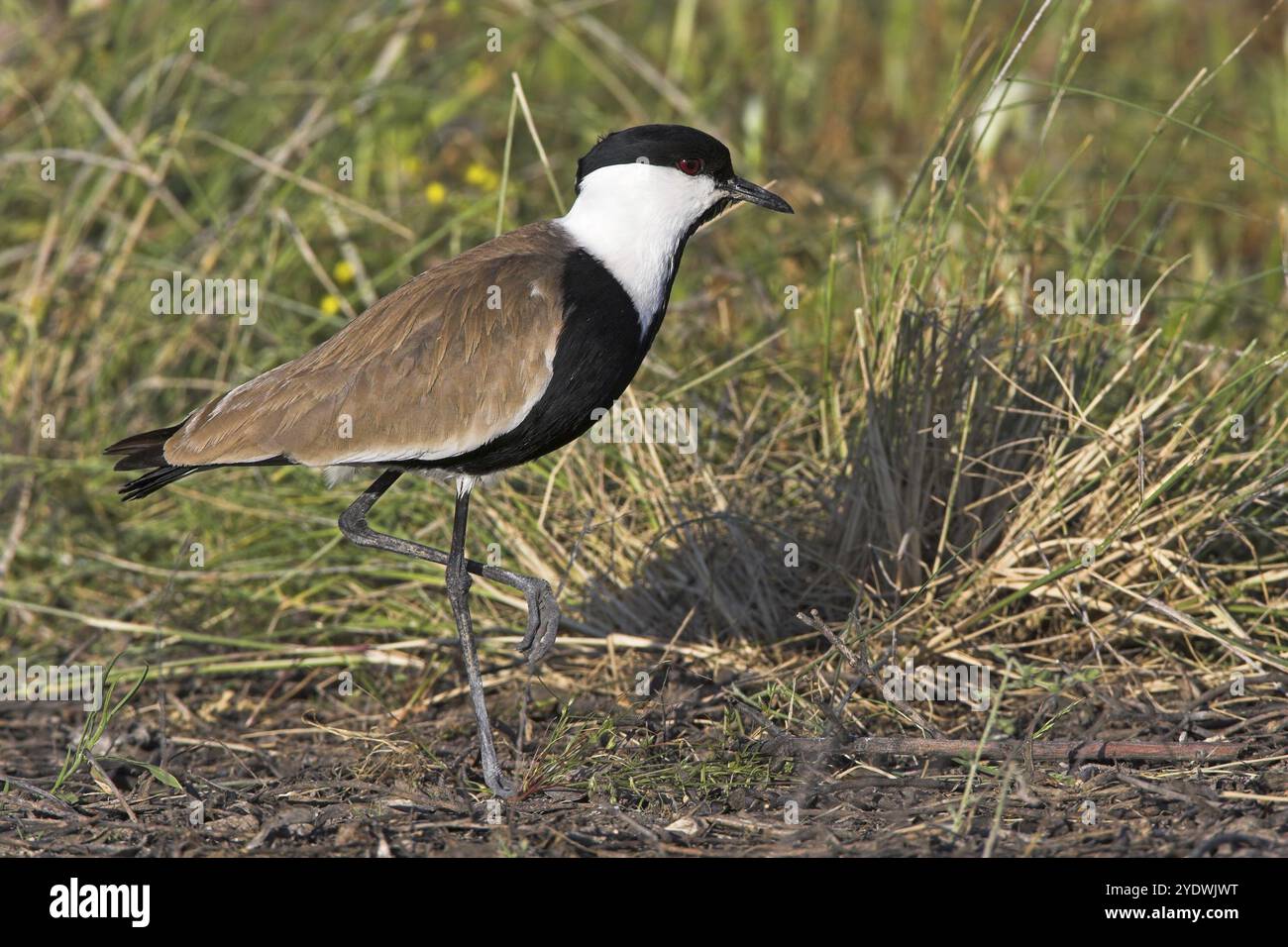 Sporengeflügelter Lapwing (Vanellus spinosus, Syn: Hoplopterus spinosos), Futtersuche, Biotope, plover Familie, Kalloni Salinen, Lesbos, Griechenland, Europa Stockfoto