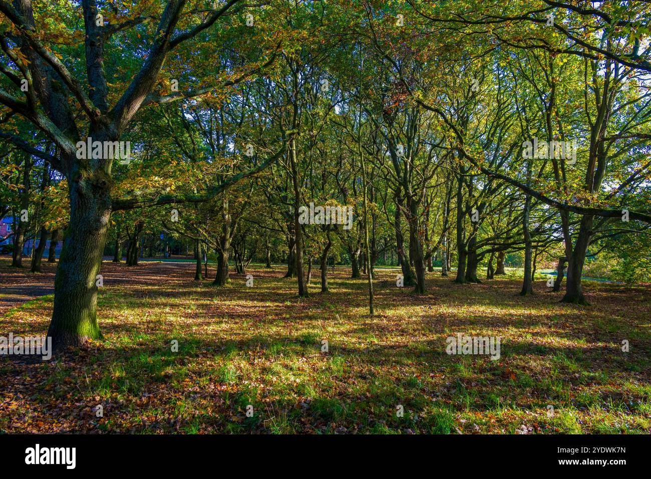 Goldenes Morgenlicht, wenn die Sonne im frühen Herbst durch diese Waldszene aufgeht. Stockfoto